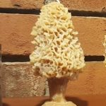 Morel Candle Set