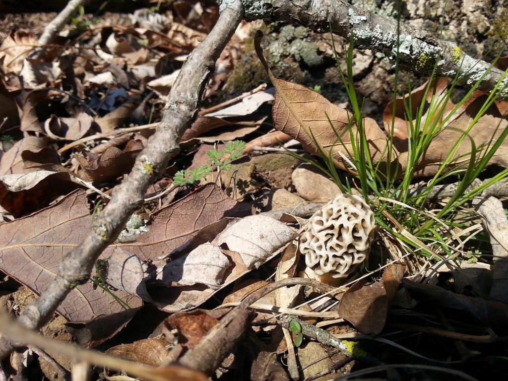 Mountainburg, AR 3/19/2017