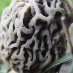 Grey Morel