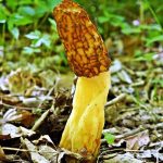 Fresh yellow morel