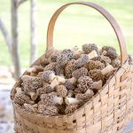 Basket of Morels