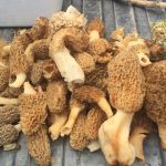 pile of morels