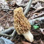 Yellow Morel
