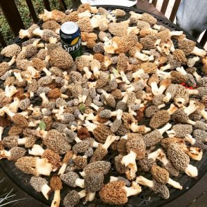 Cobb County Georgia