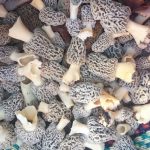 Georgia Morels