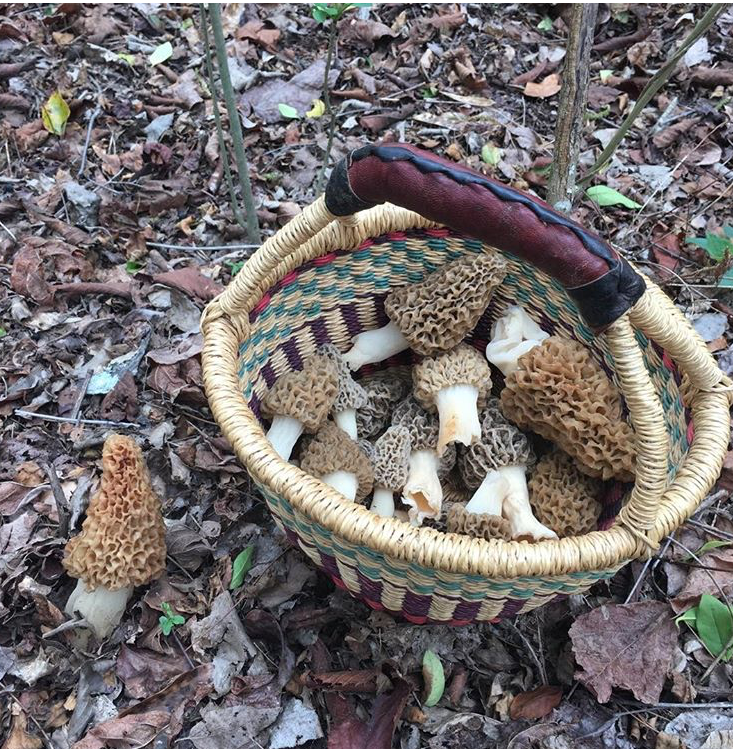 Alabama Morels Photo courtesy of JK_Hale 3/31/2017
