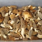 Kansas Morels