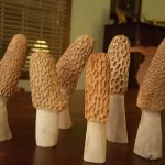 Hand Carved Deer Antler Morels