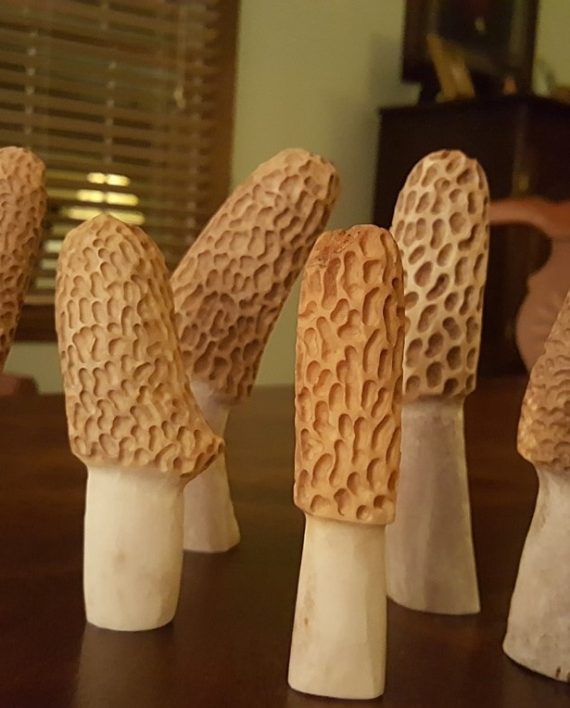 Hand Carved Deer Antler Morels