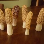 Hand Carved Antler Morels