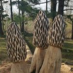 3 Morels from dead Ash