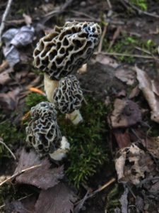 Allendale MI 4/24