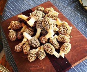 kansas morels 4/3