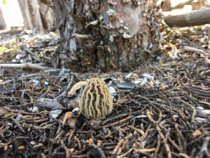 m-rufobrunnea Arizona