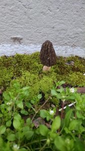 Portland OR landscapre