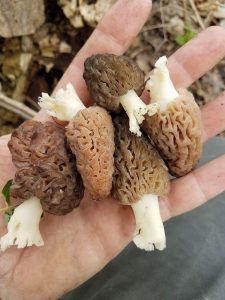 Shelby County Ohio 4/5