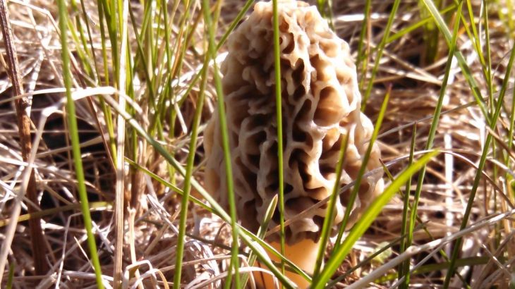 Teaching others about morel hunting