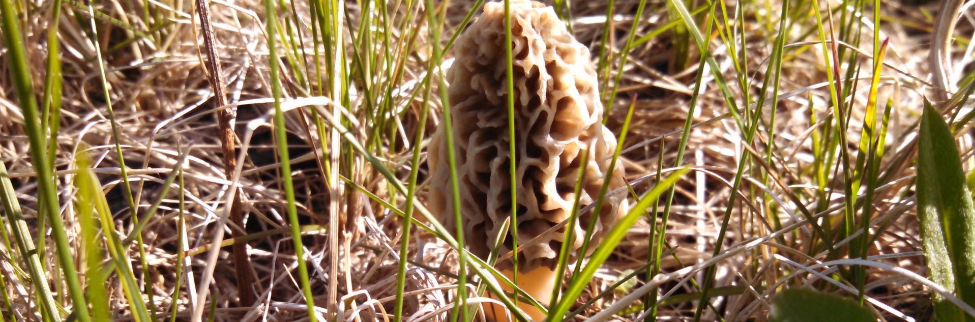 Teaching others about morel hunting
