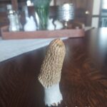 Morel Deer Antler Carving #4