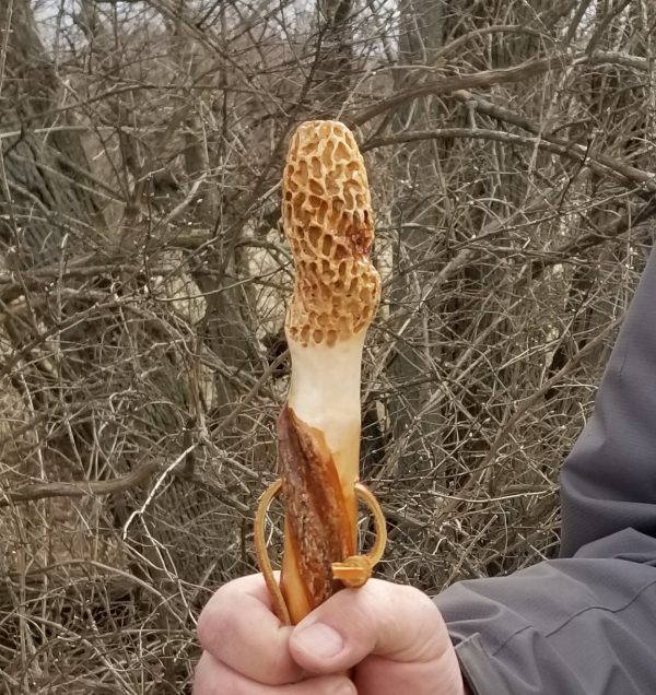 Morel Twisted Hiking Stick