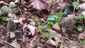 Rogers Arkansas Morel