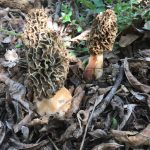 Georgia morels