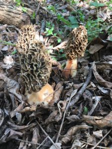 Georgia morels