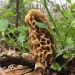 Athens Georgia morel