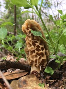 Athens Georgia morel