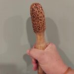 hickory hiking stick