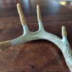 Hard Carved Morel Antler