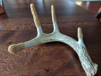 Hard Carved Morel Antler