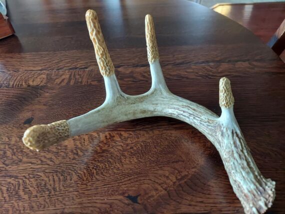 Hard Carved Morel Antler