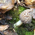 Fresh young morel