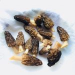 Black Morels