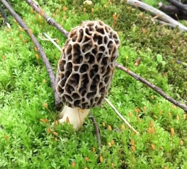 morel mushrooms in the US