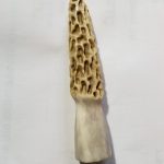 Morel Magnet