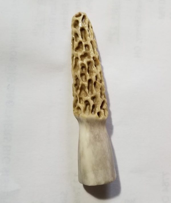 Morel Magnet