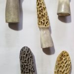 Morel Magnet