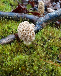 AR_Lowell_20180401