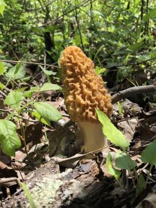 Norfork Arkansas (4/28/2018)