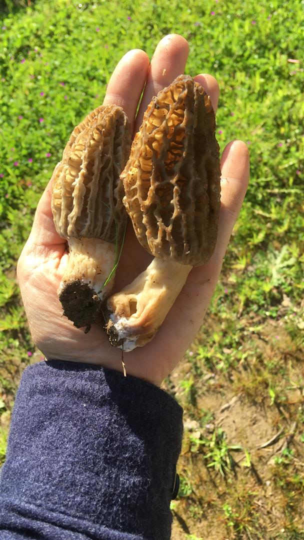 https://www.thegreatmorel.com 38.608400 -91.219000 https://www