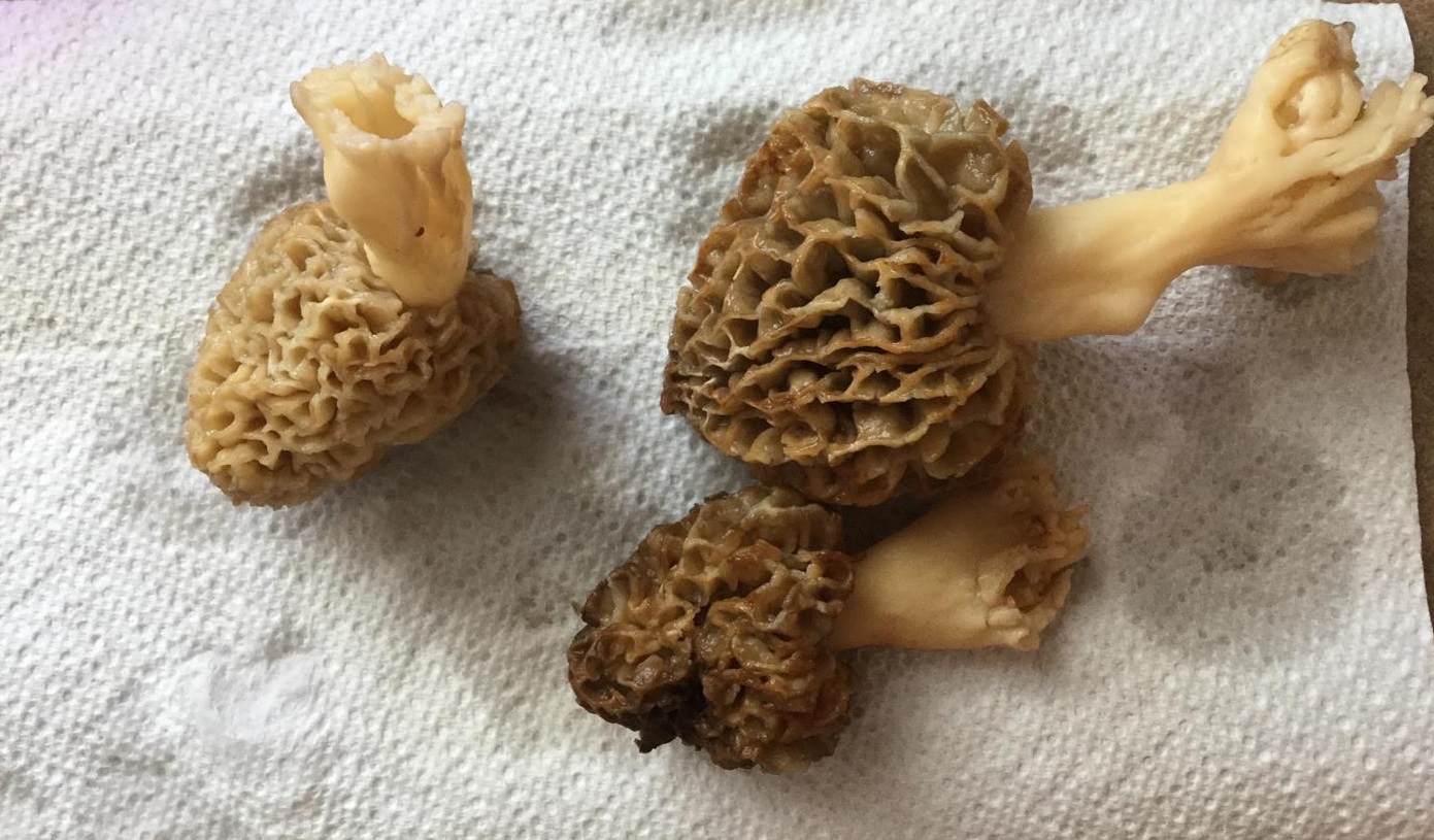 https://www.thegreatmorel.com 38.608400 -91.219000 https://www