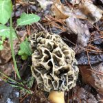 NC Morels