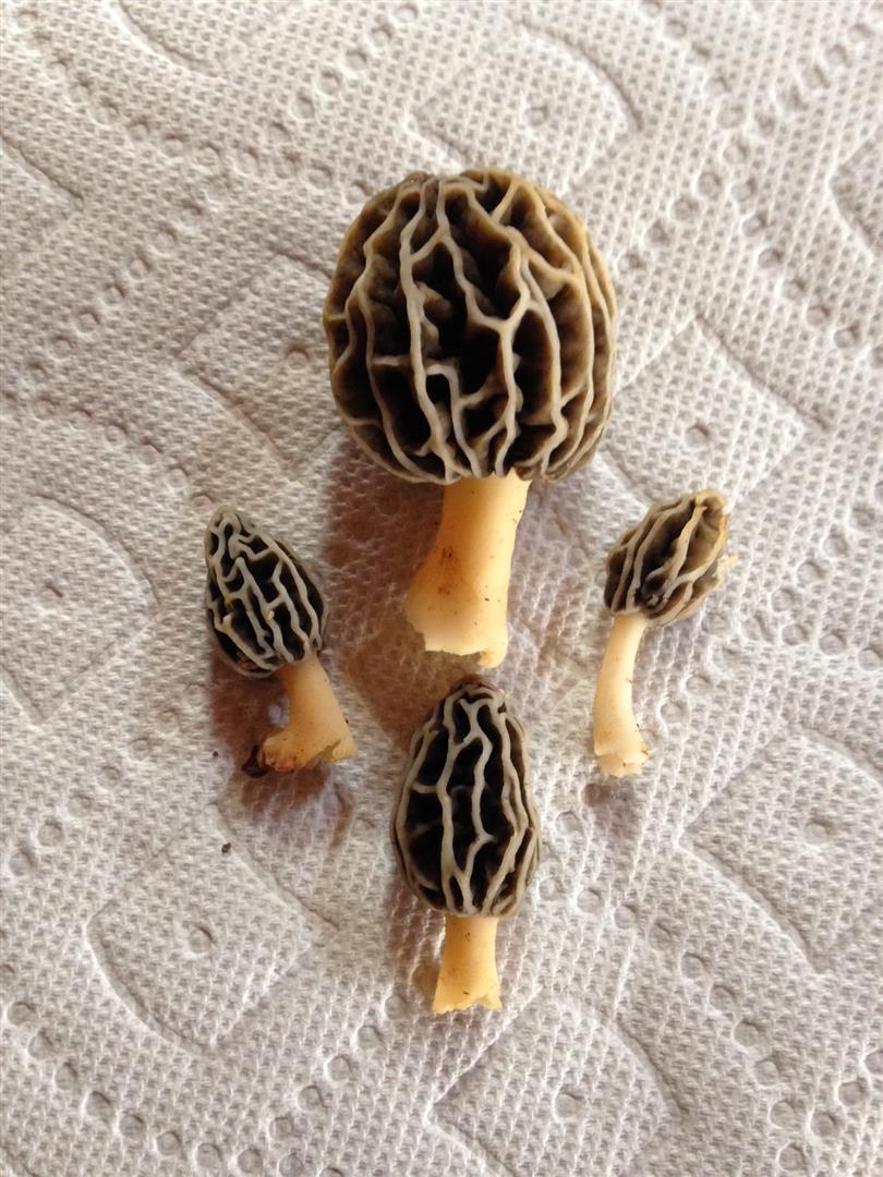 https://www.thegreatmorel.com 38.608400 -91.219000 https://www