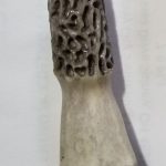 Morel Magnet Grey