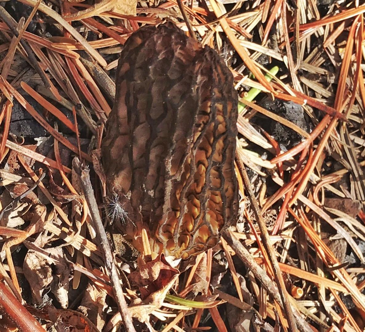 California Morels