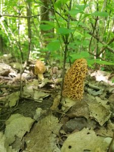 Iowa Morels