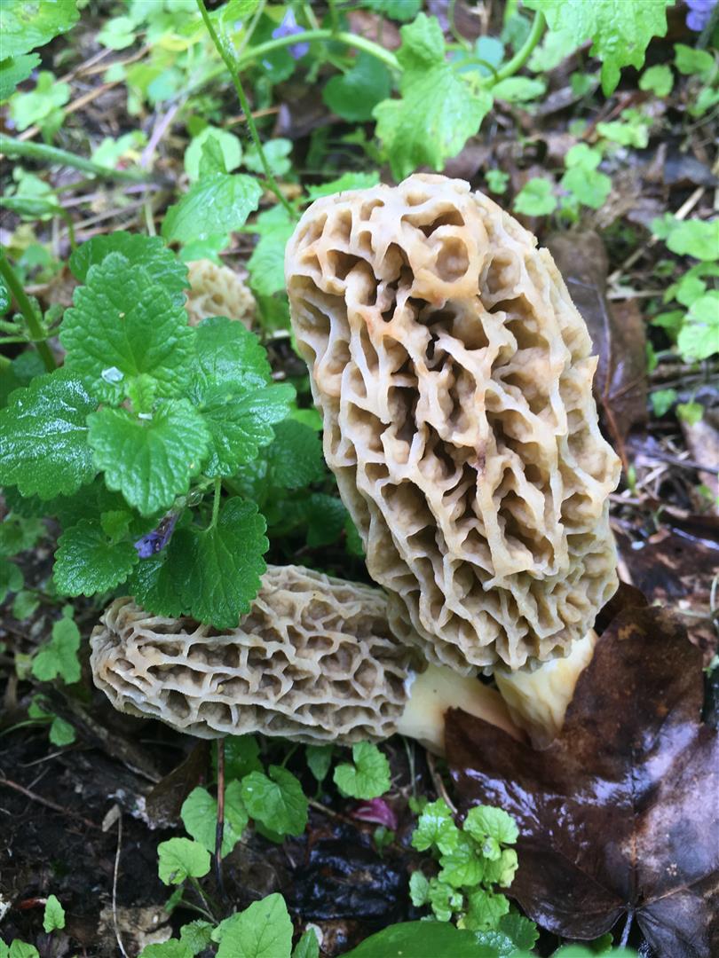 morels in the US