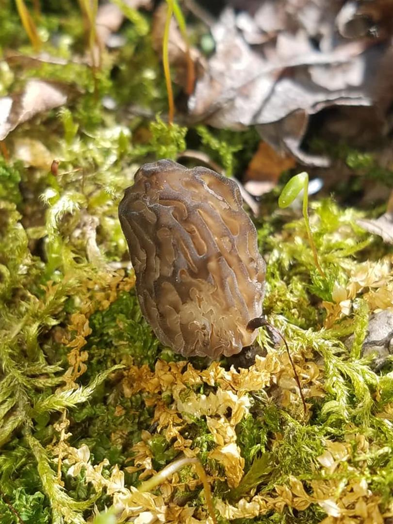 morels in the various regions of the US